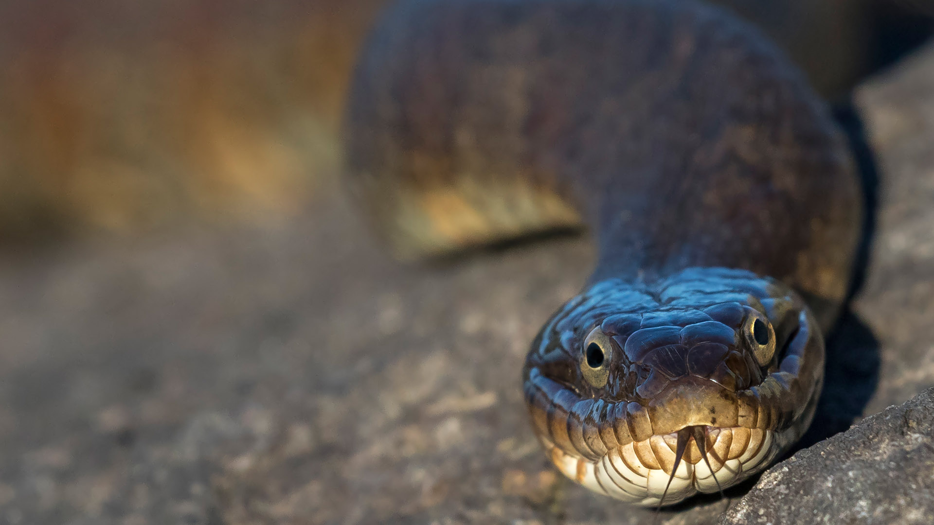 water snake visit