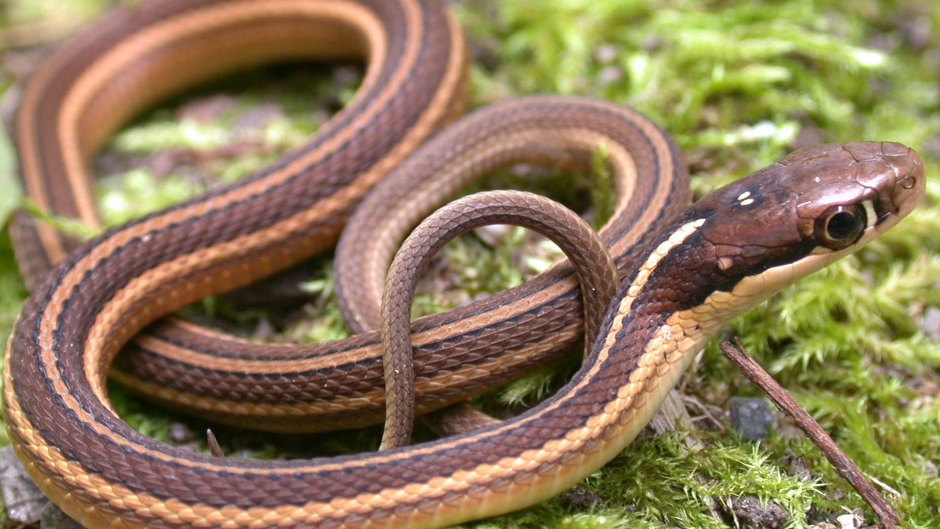 ribbon snake appearance