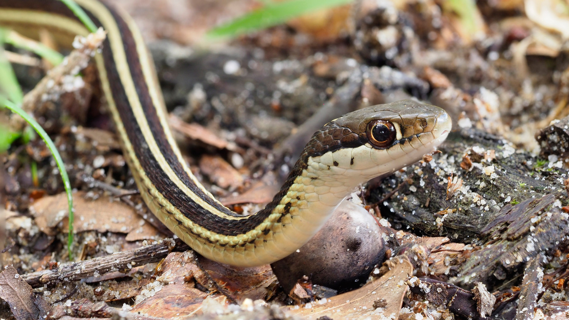 ribbon snake diet