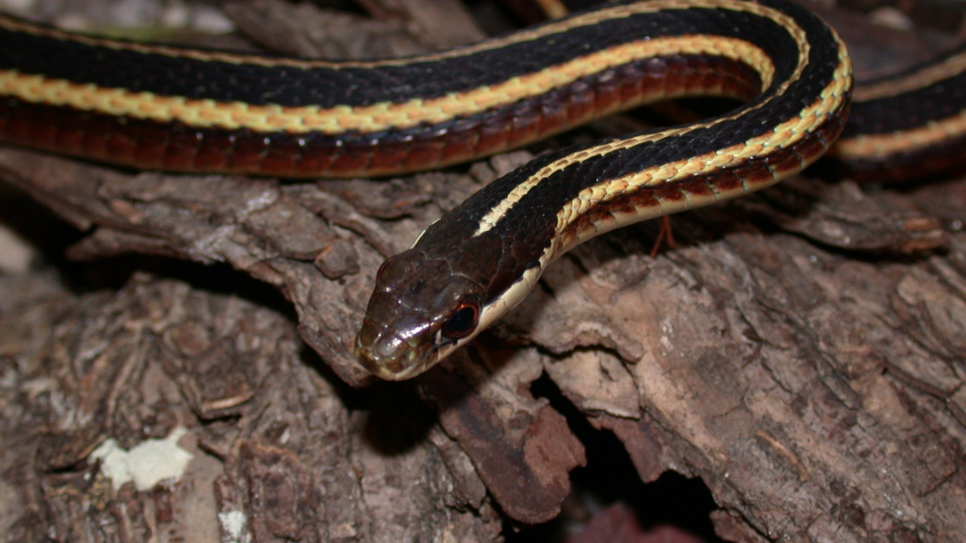 ribbon snake visit