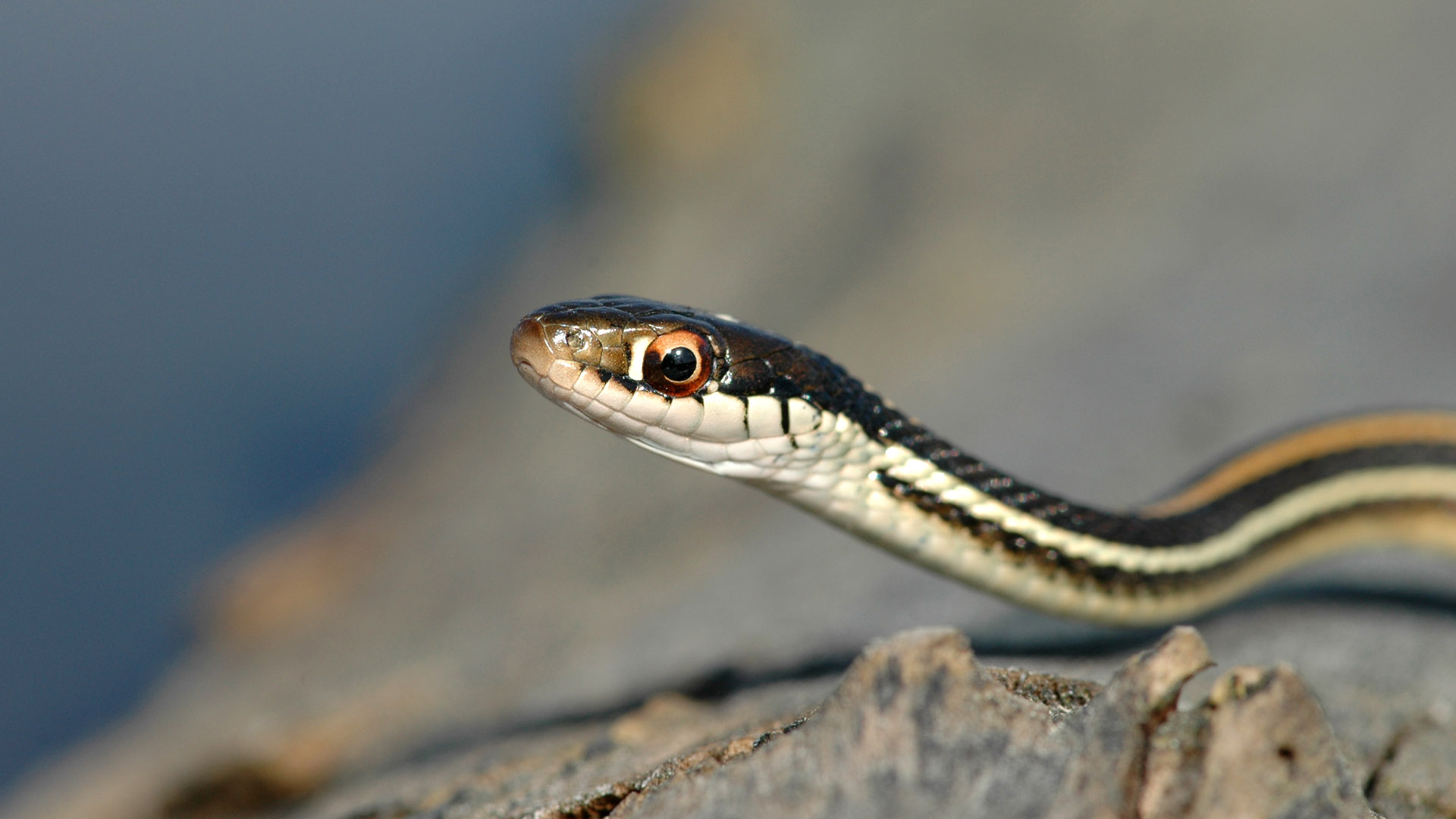 ribbon snake threats