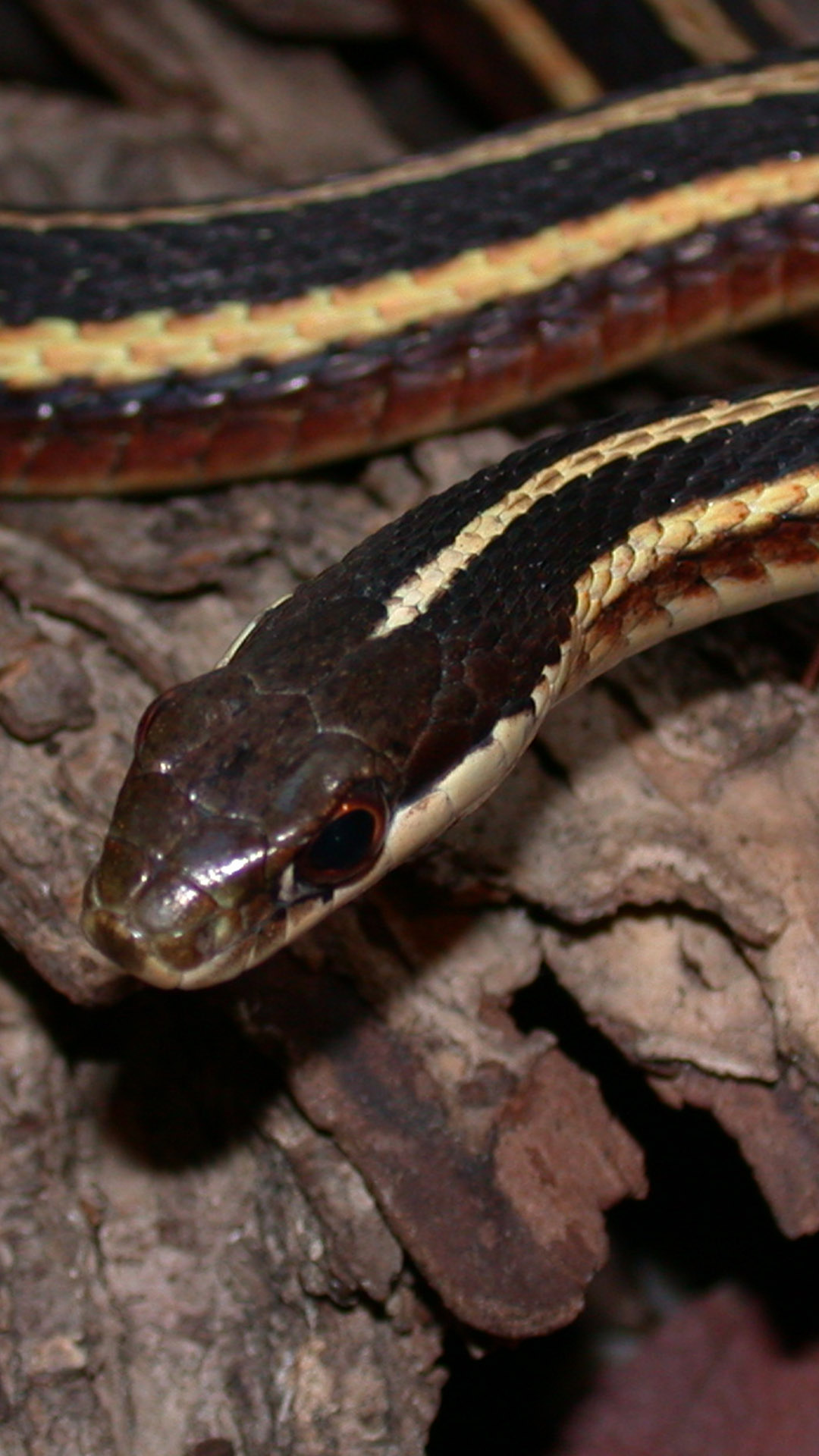 ribbon snake