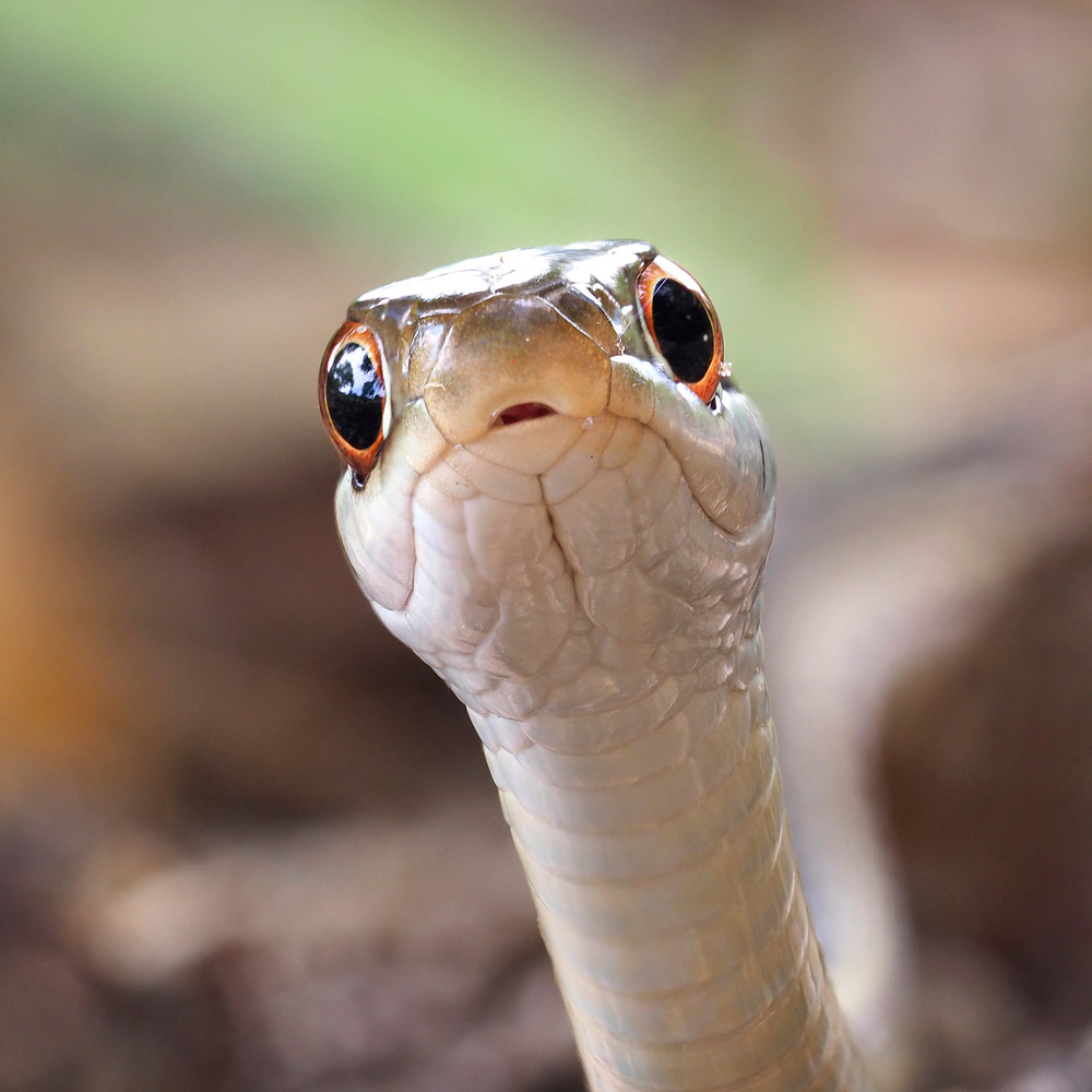 ribbon snake portrait