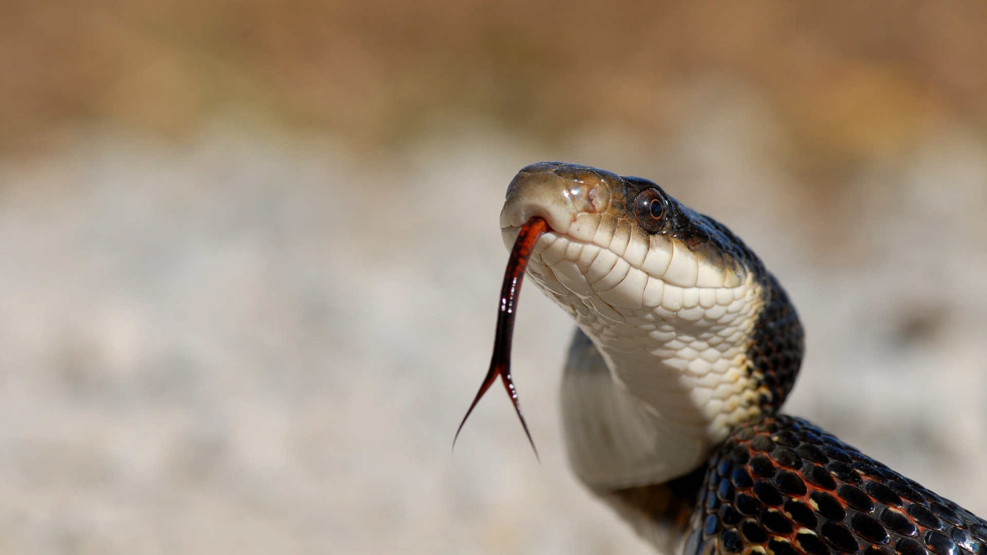 gray ratsnake constriction