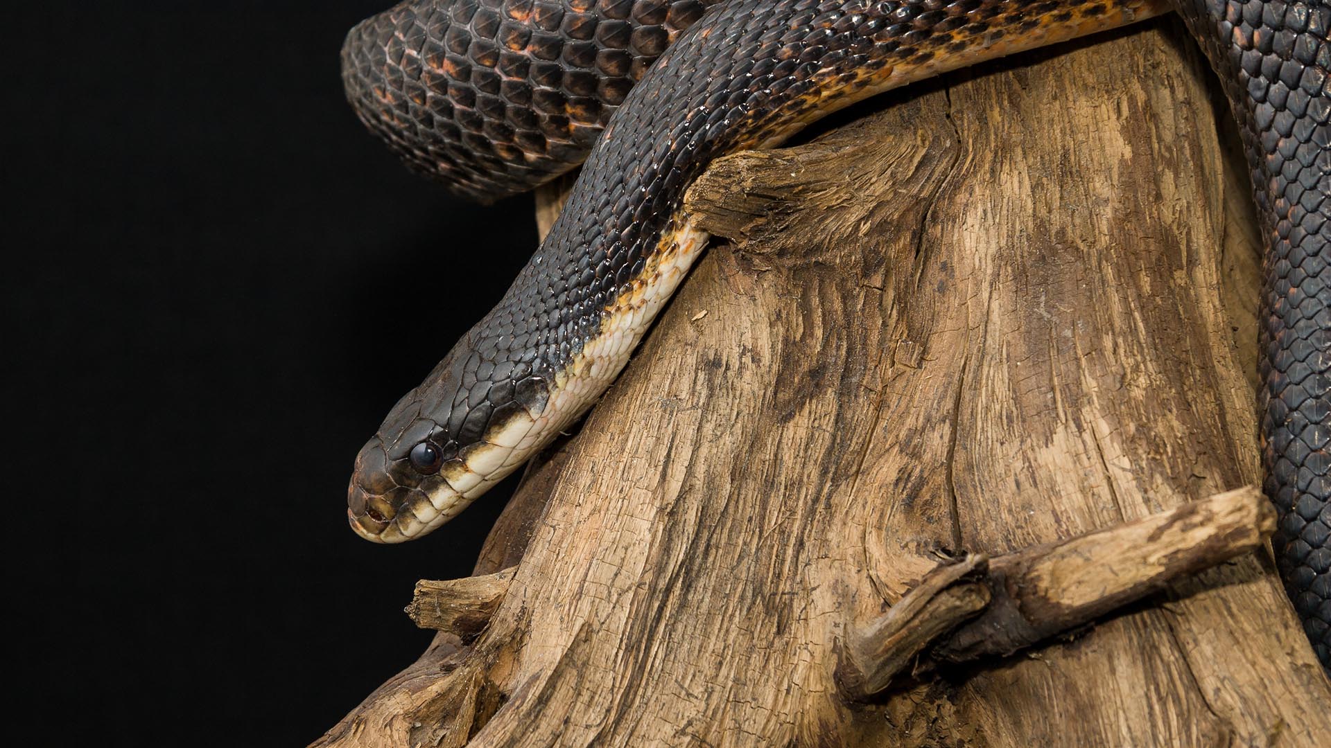 gray ratsnake visit