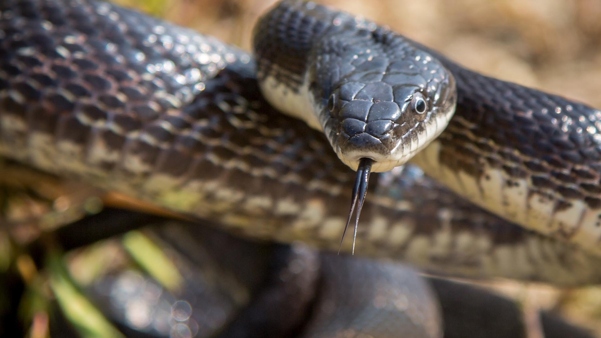 gray ratsnake exception