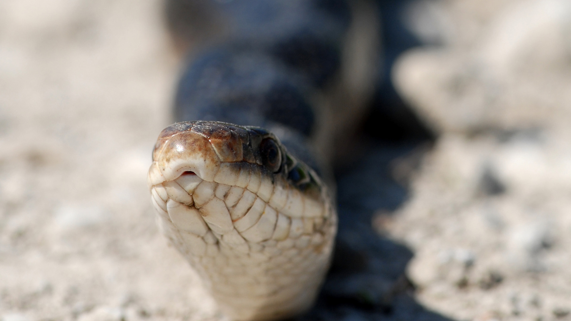 Grey ratsnake - Zoo Ecomuseum