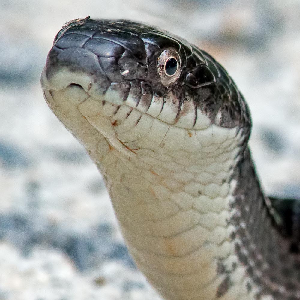 gray ratsnake portrait