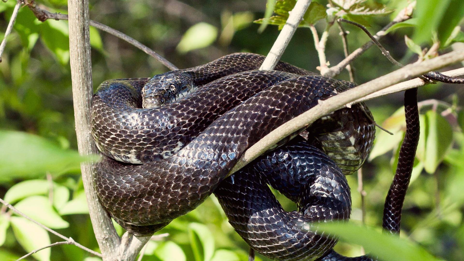 Grey ratsnake - Zoo Ecomuseum