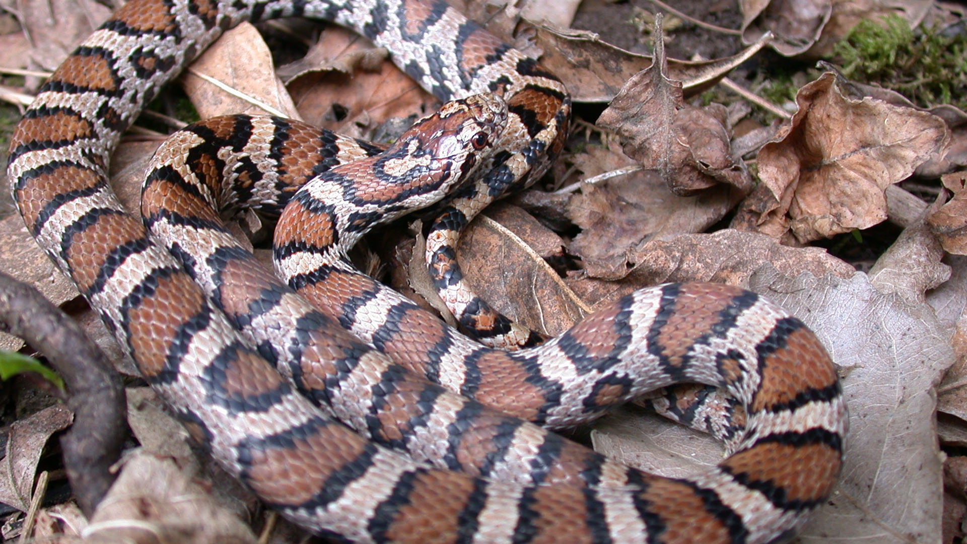 milk snake appearance