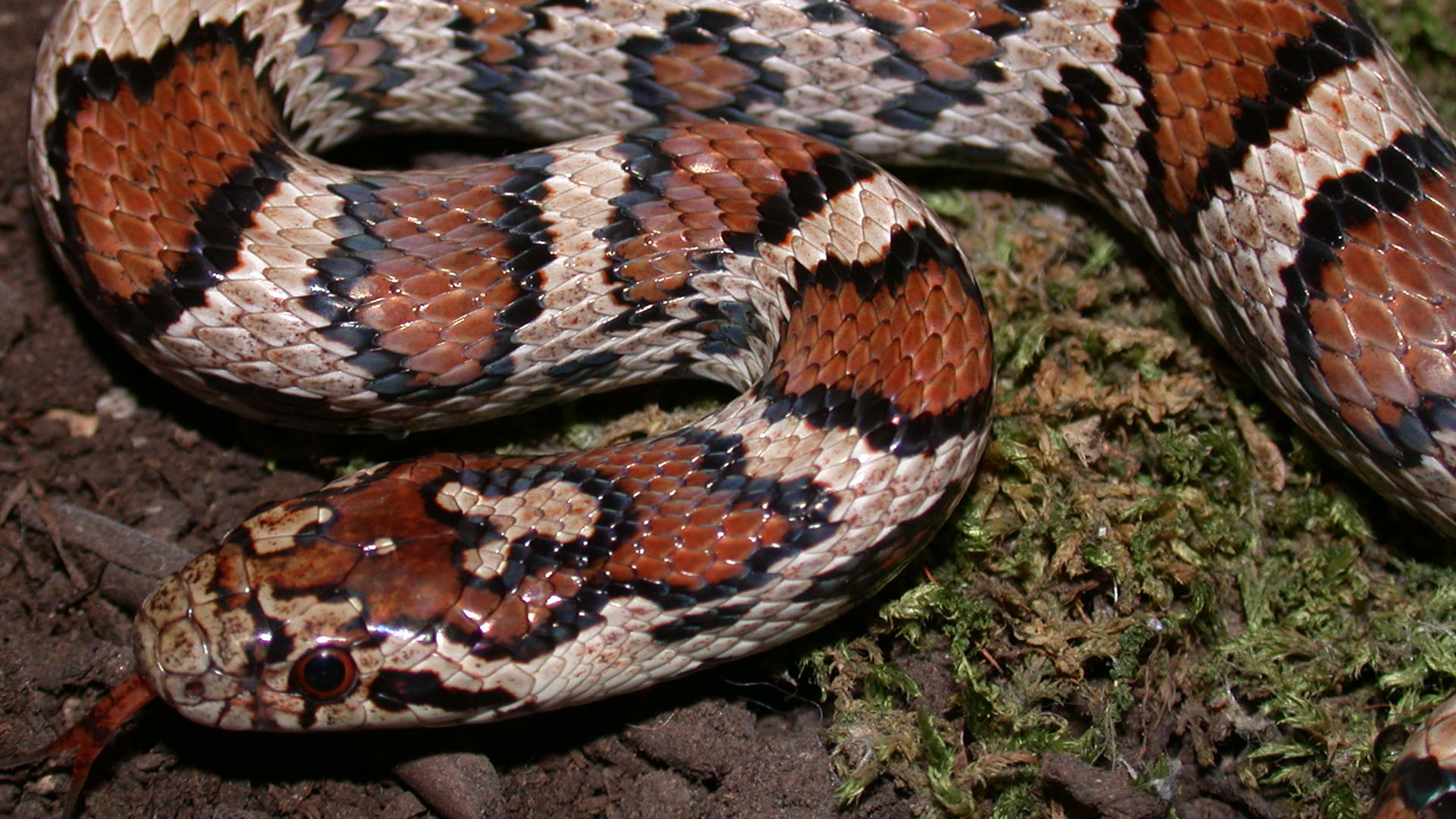 milksnake scientific name