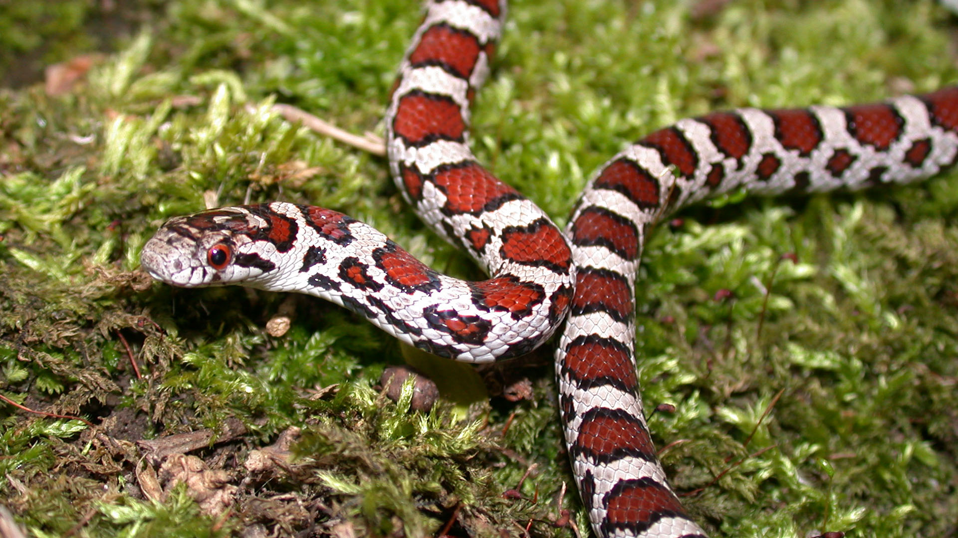 milk snake distribution