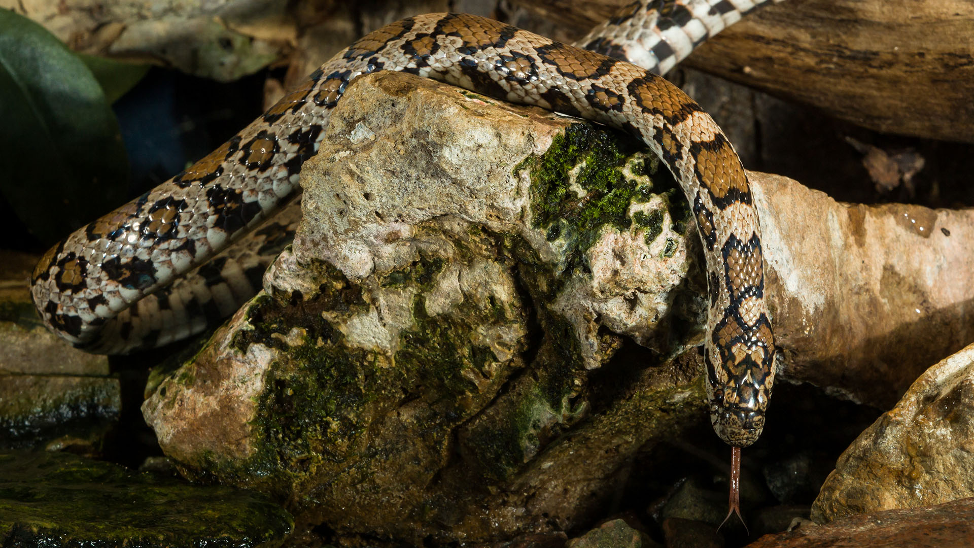 milk snake