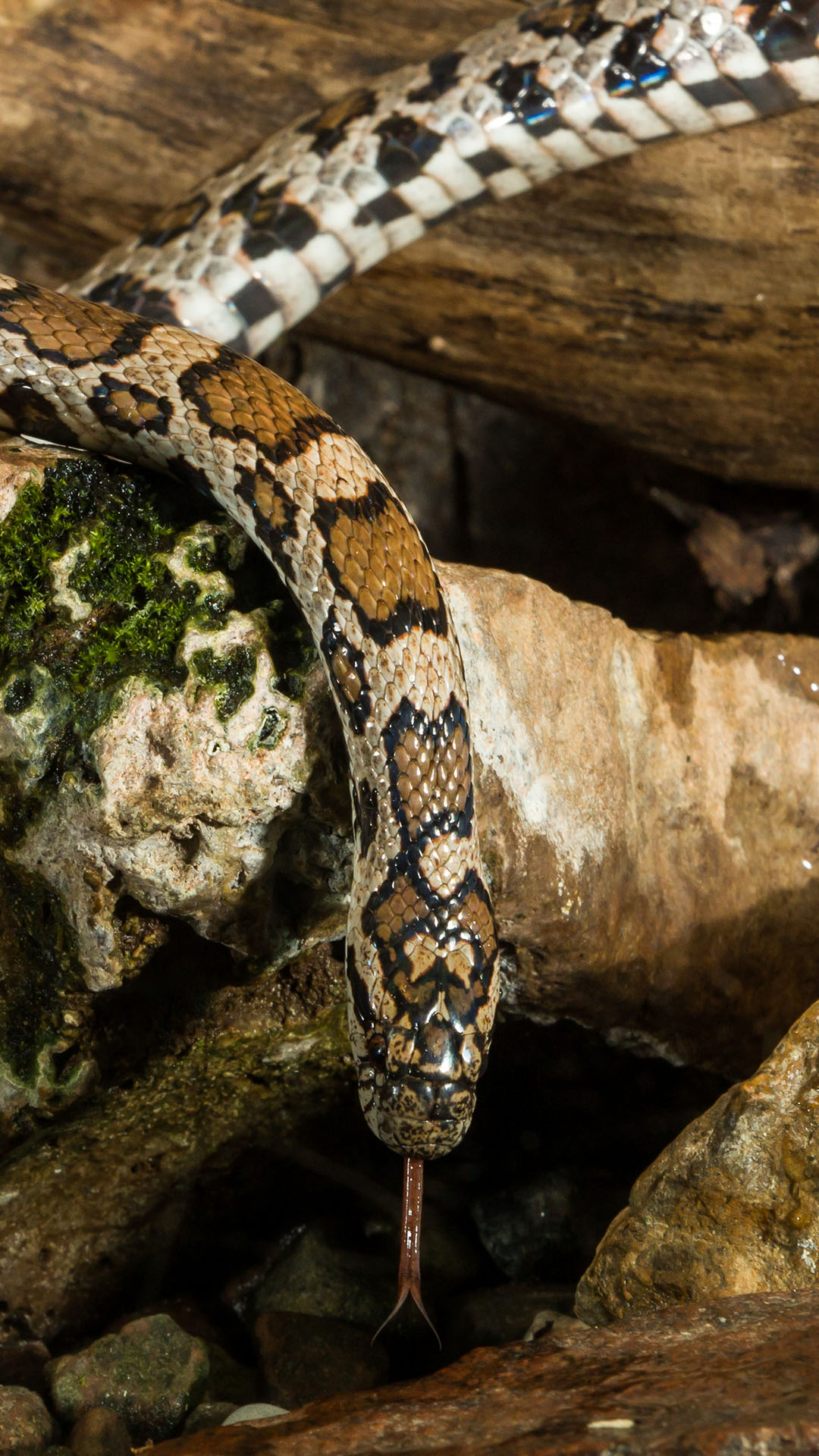 milk snake