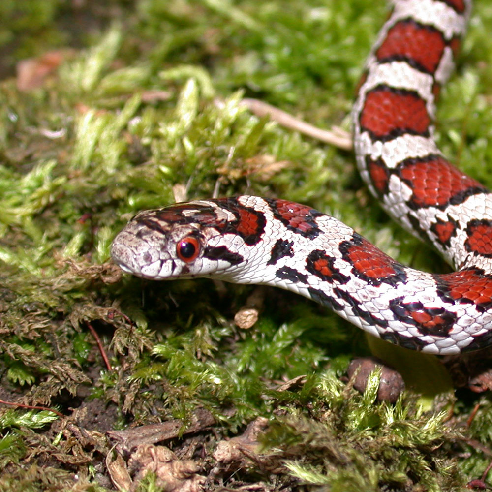 milk snake portrait