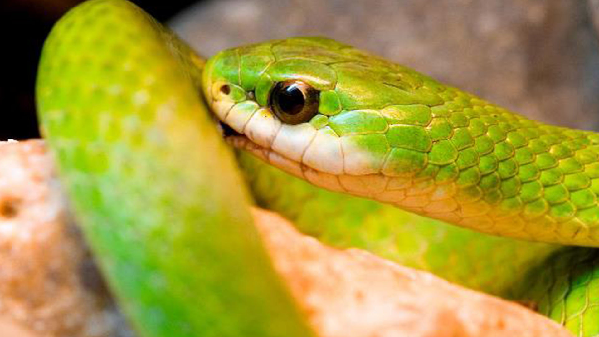 green snake appearance
