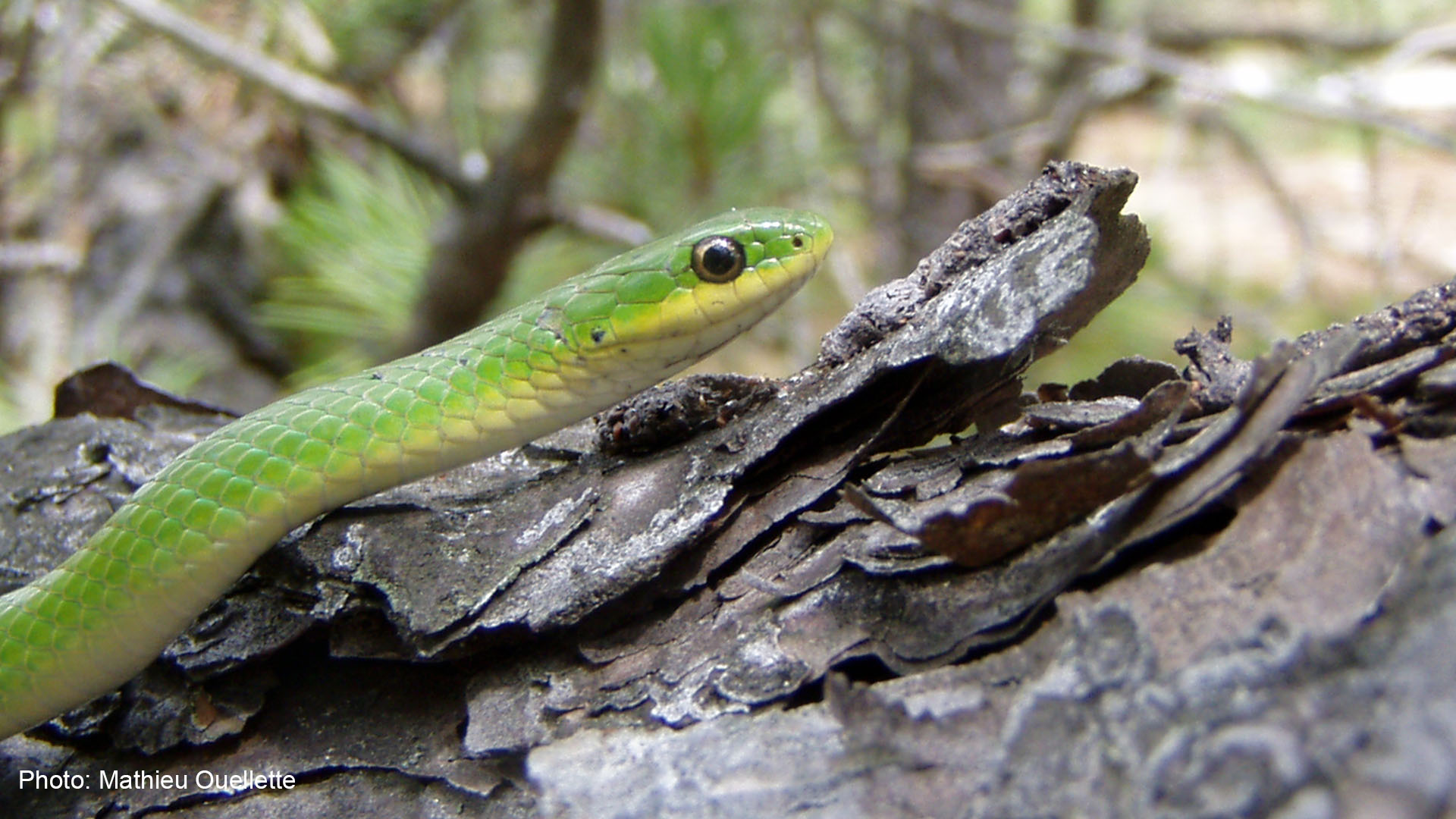 green snake distribution