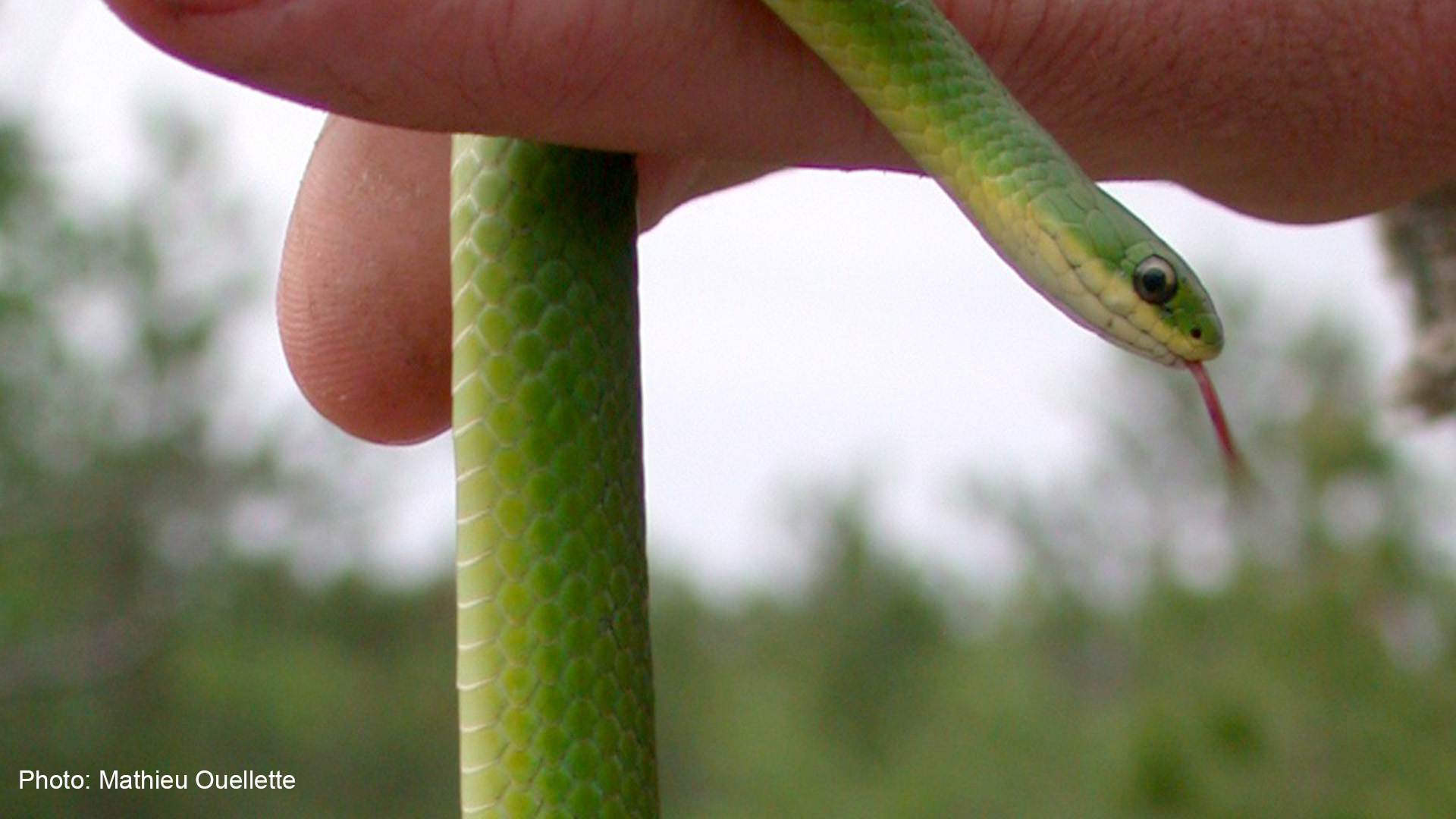 Smooth Green Snake as a Pet