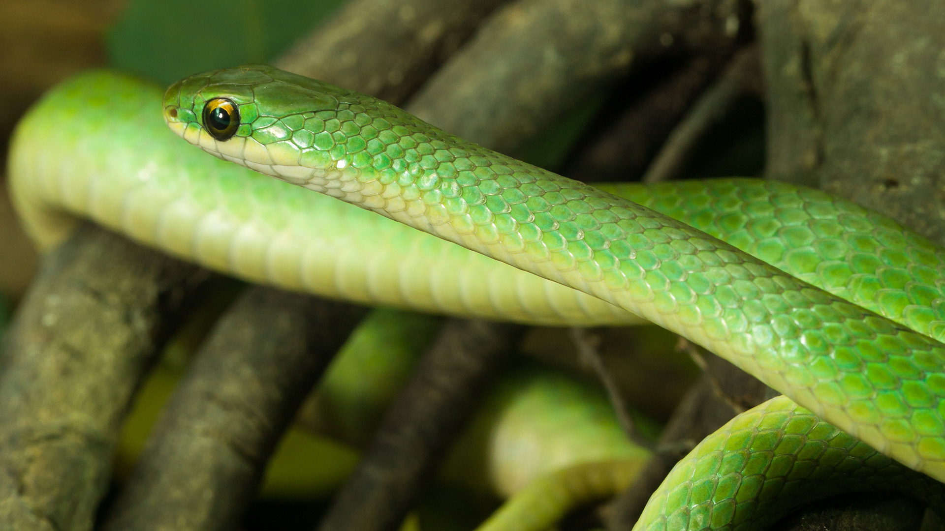 Smooth Green Snake - Zoo Ecomuseum