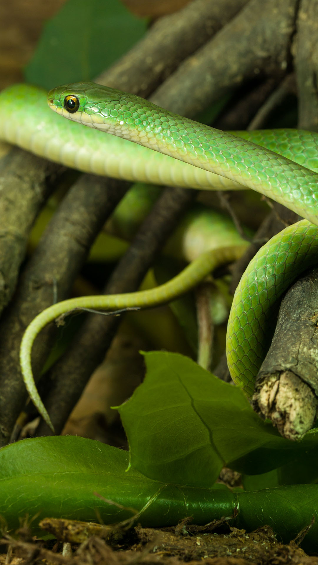 Smooth Green Snake - Zoo Ecomuseum