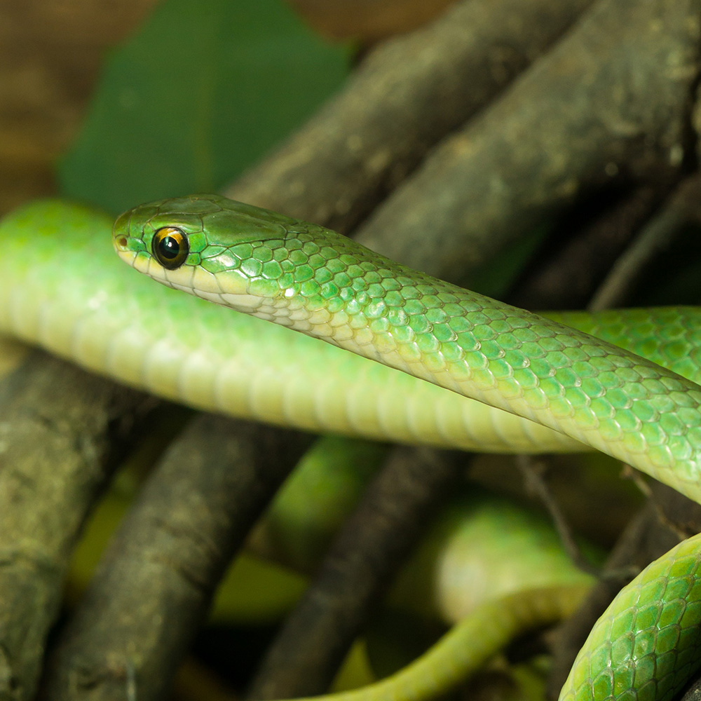 green snake portrait