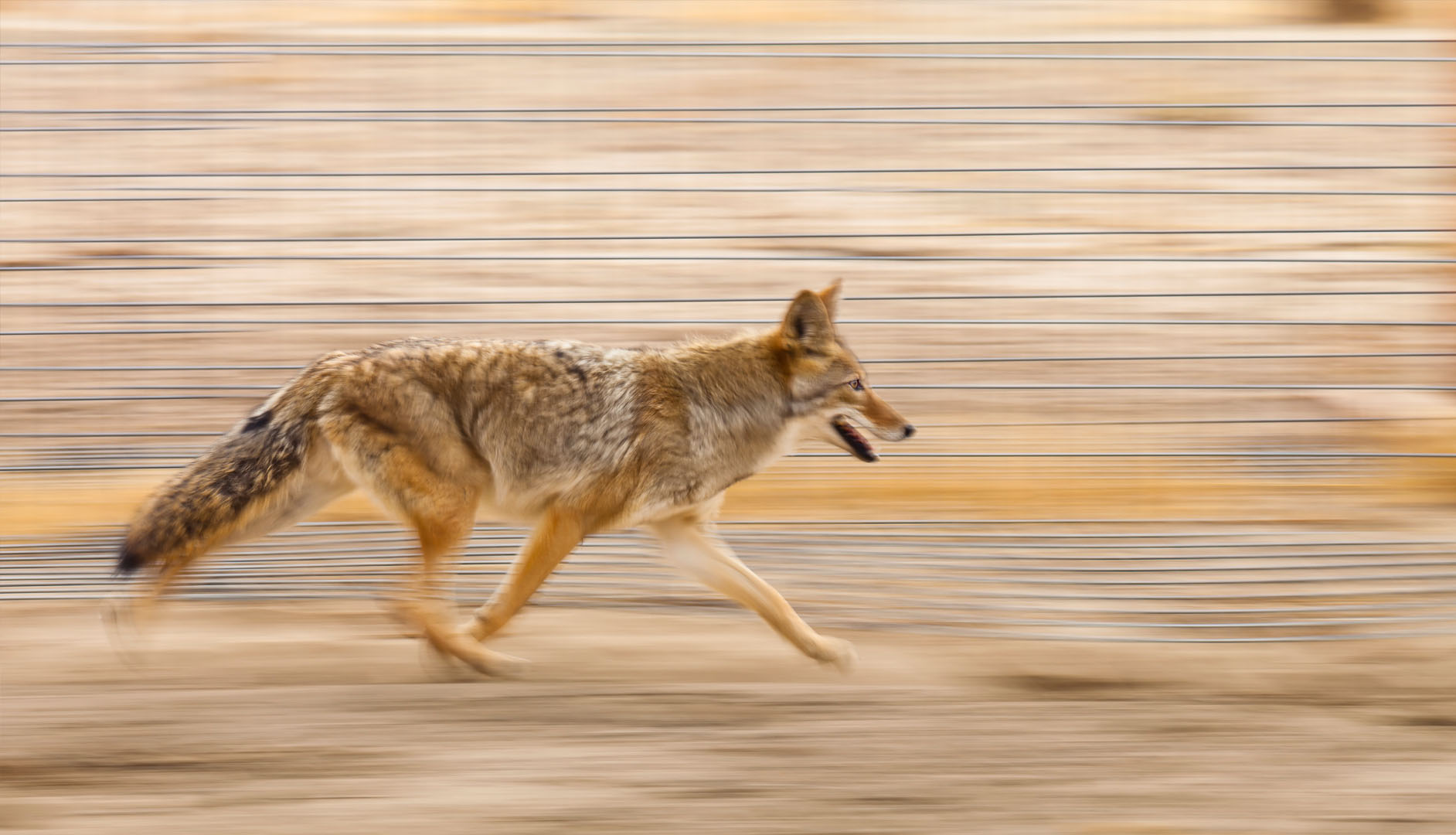 coyote running