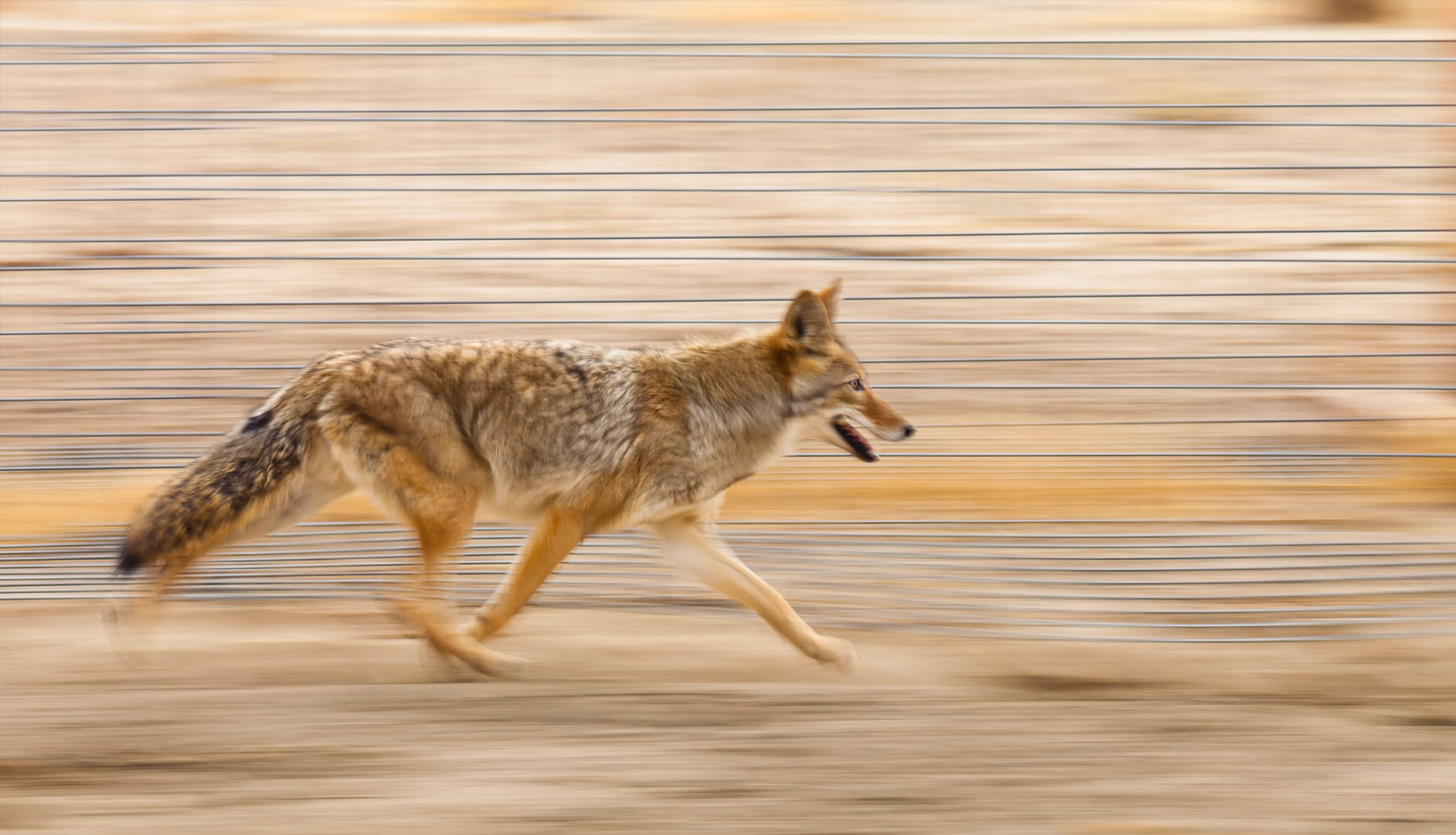 coyote à la course
