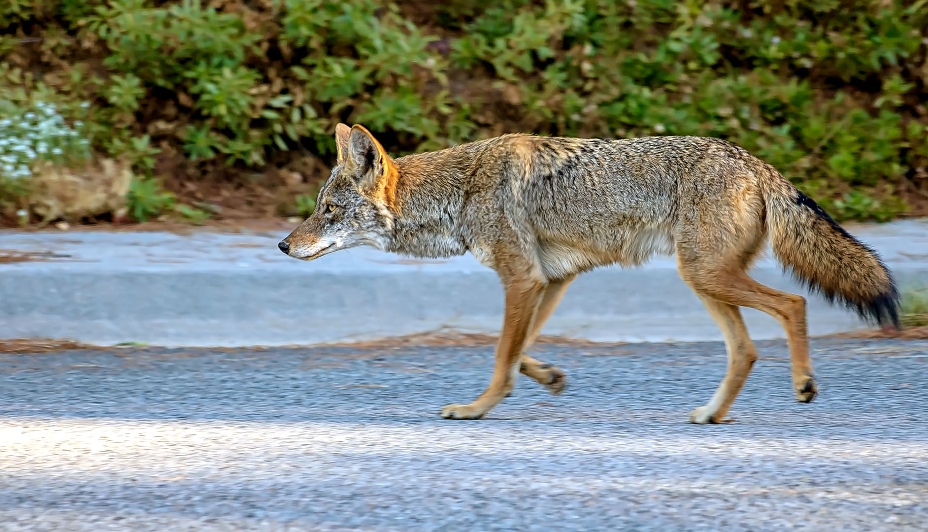 city coyote