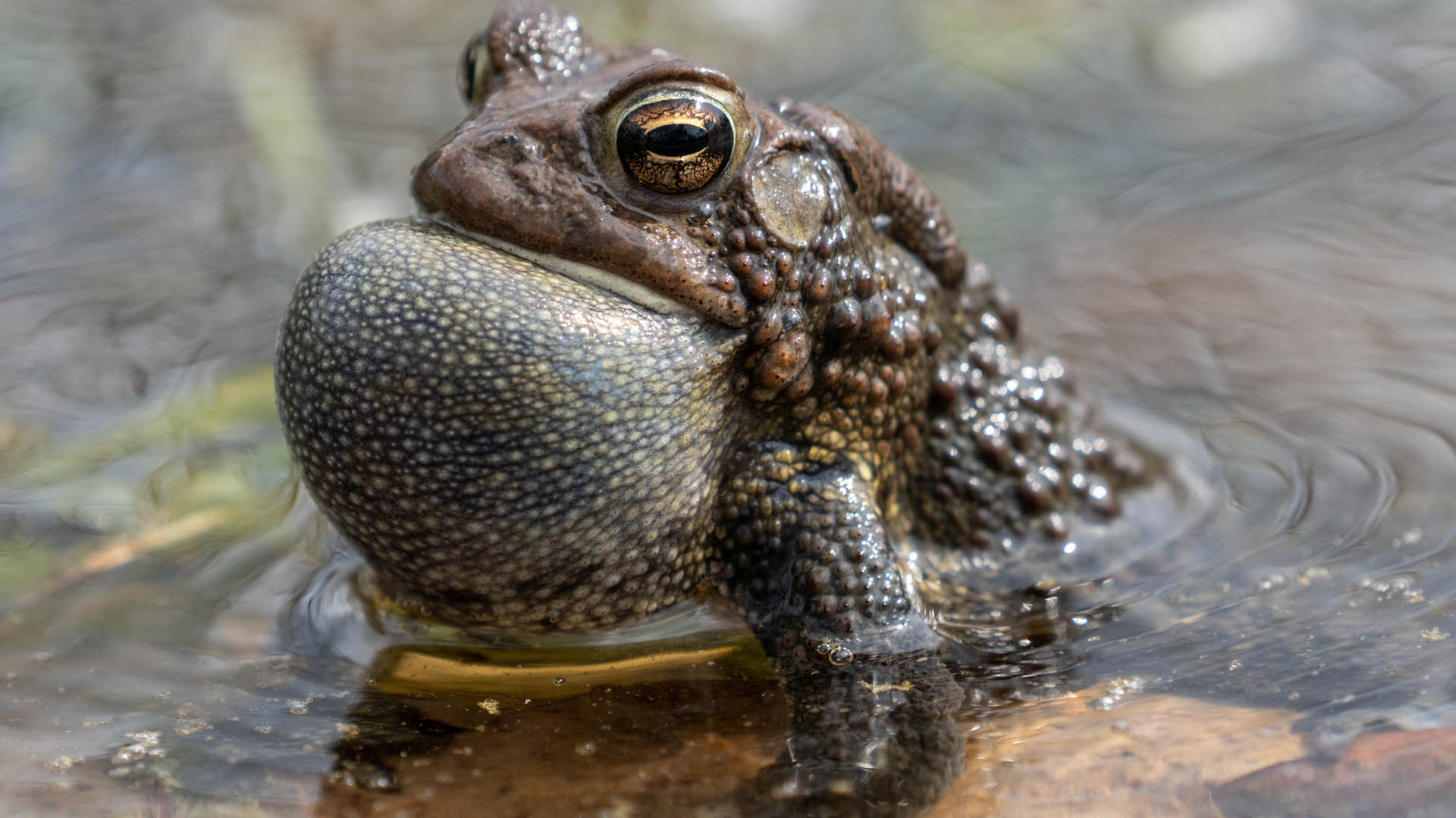 toad - male