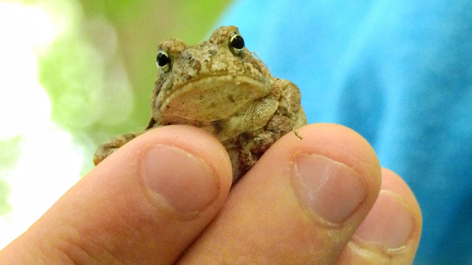 toad - warts