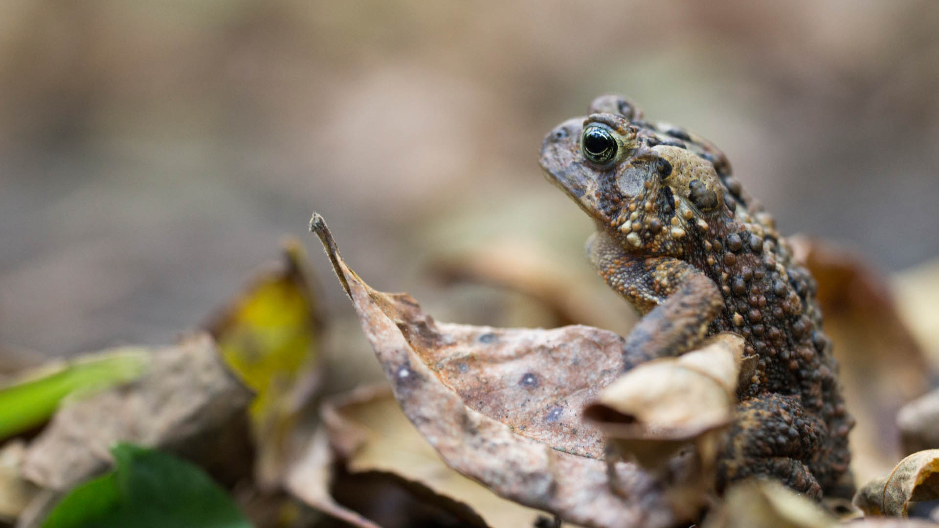 toad - distribution