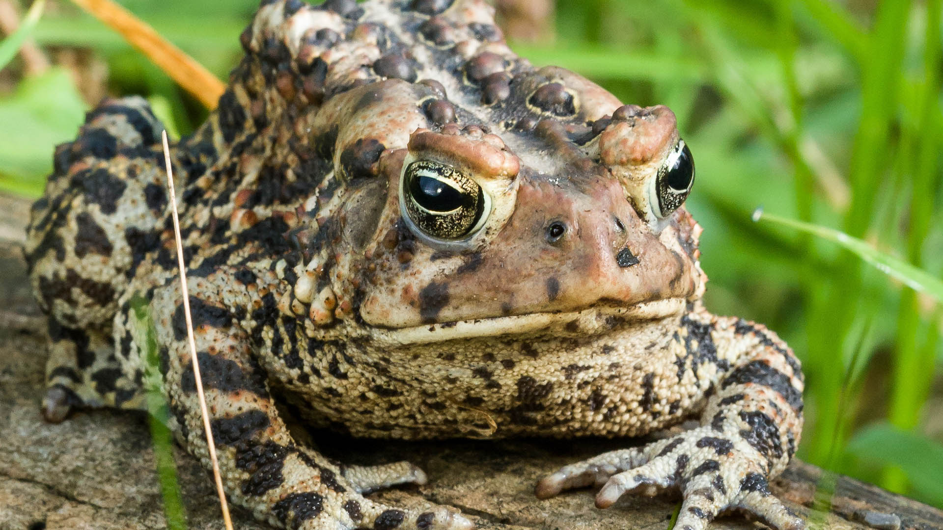 toad visit