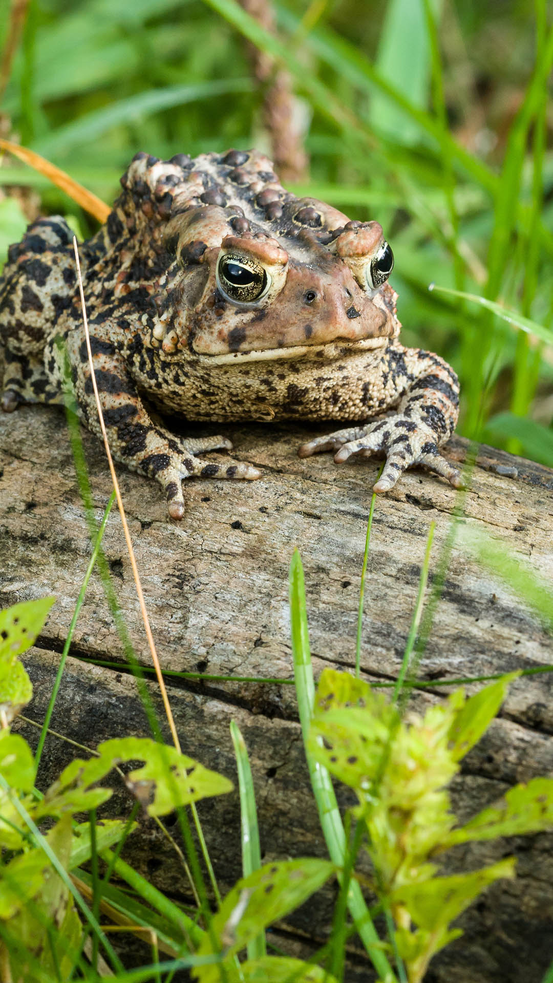 American Toad