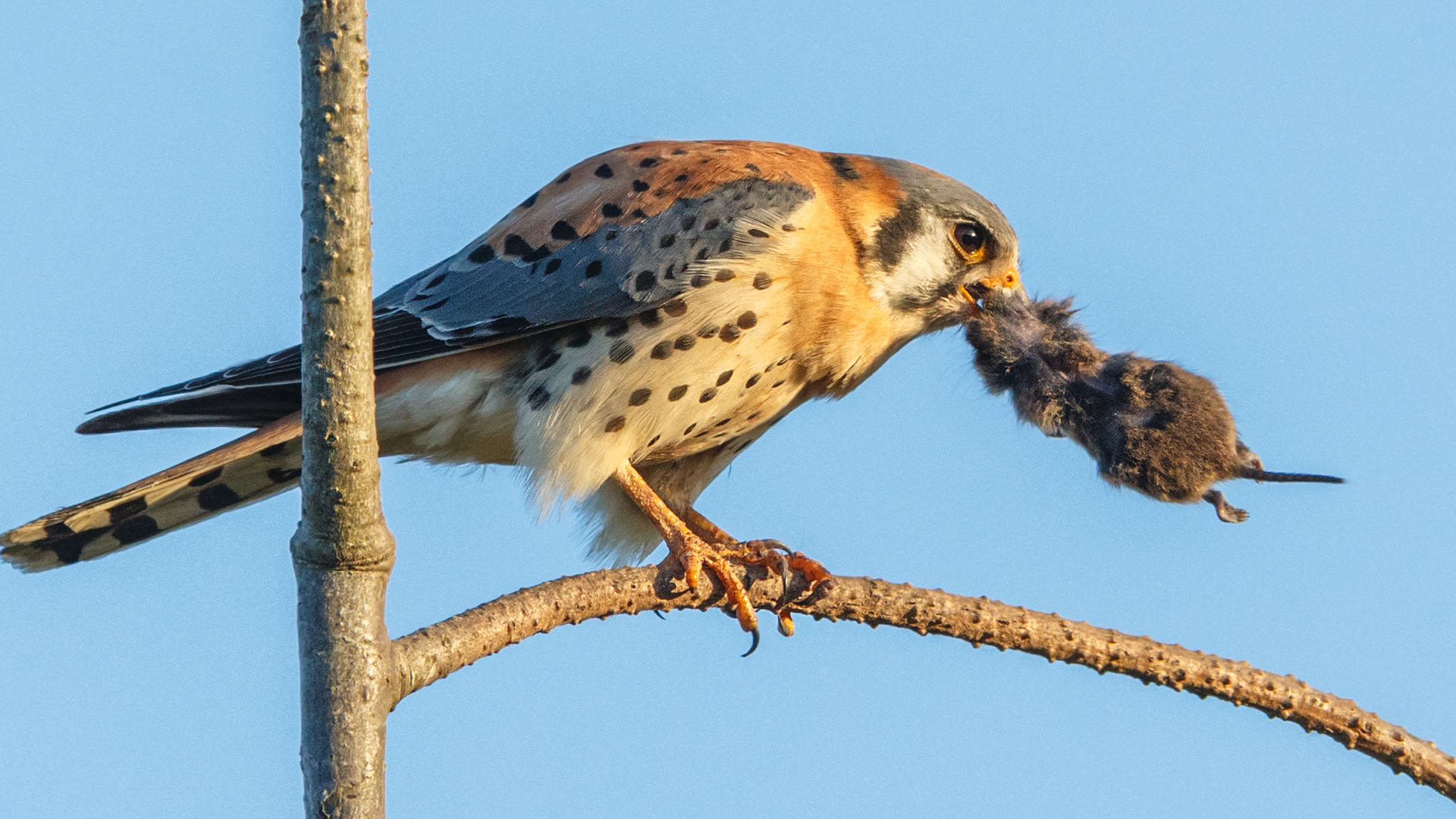 kestrel - adaptation