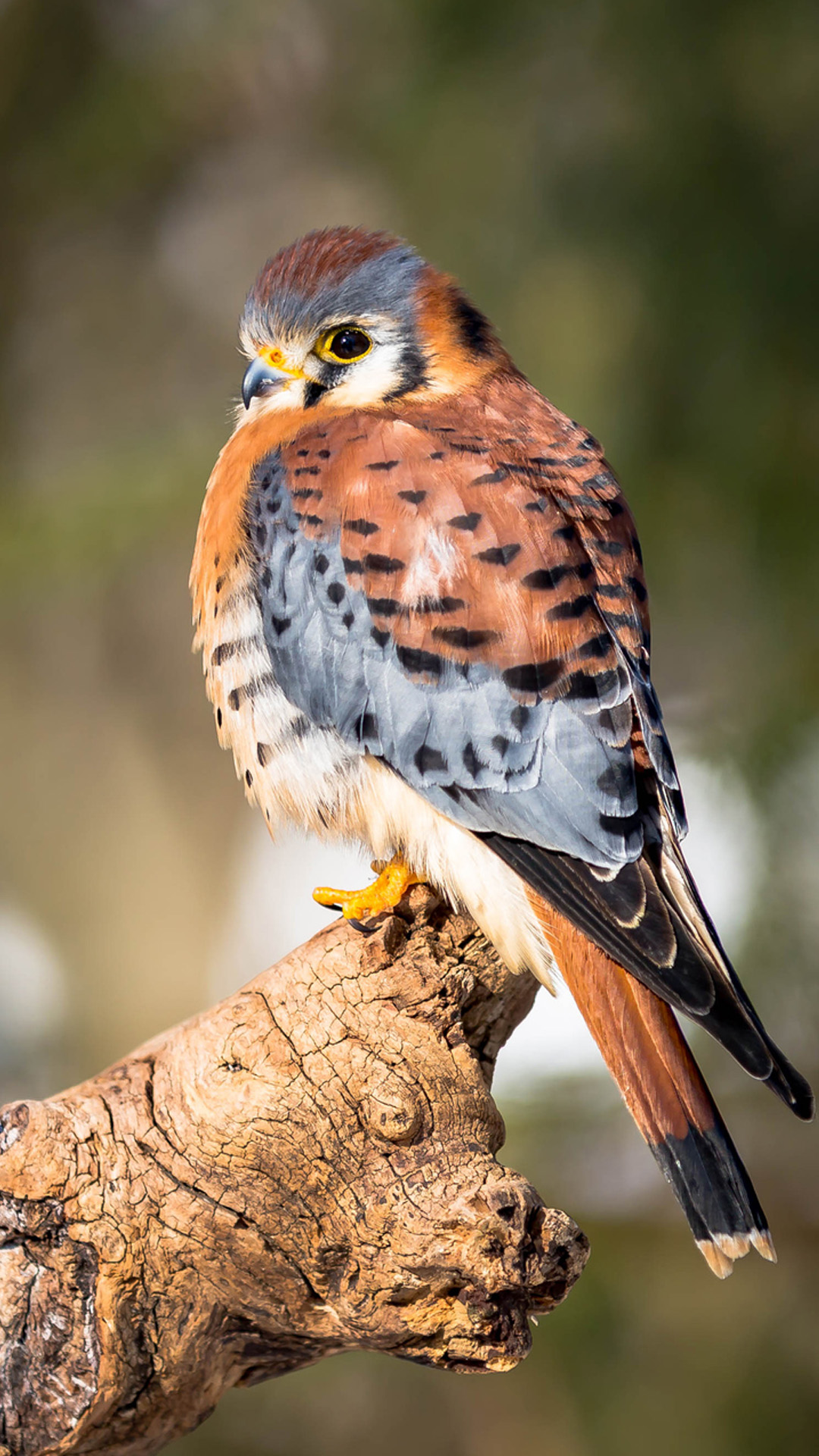 American Kestrel