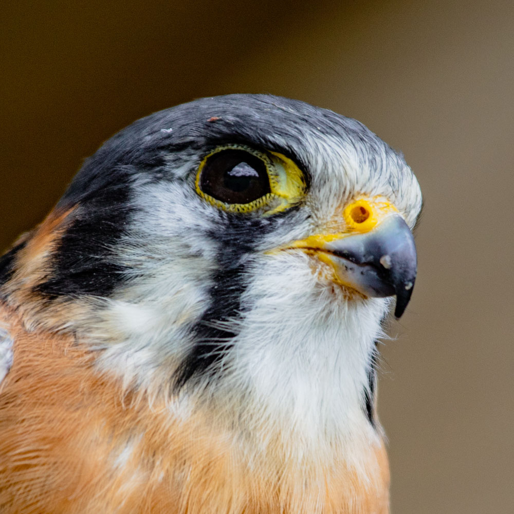 kestrel portrait