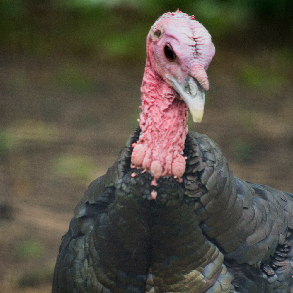 turkey portrait