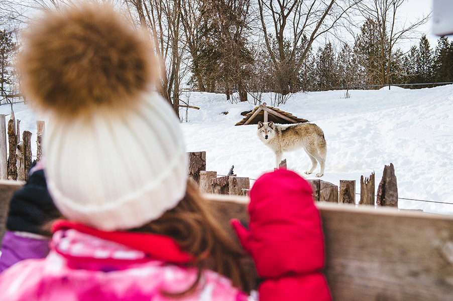 little girl standing in front of the grey wolves enclosure