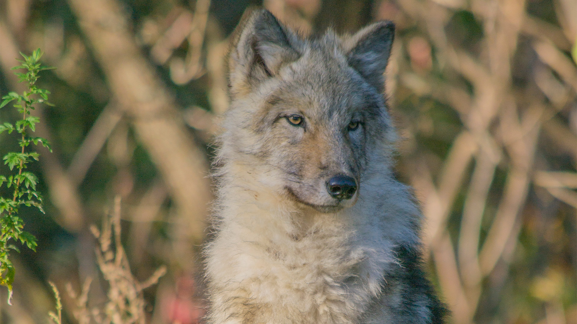 Grey wolf at the Ecomuseum Zoo