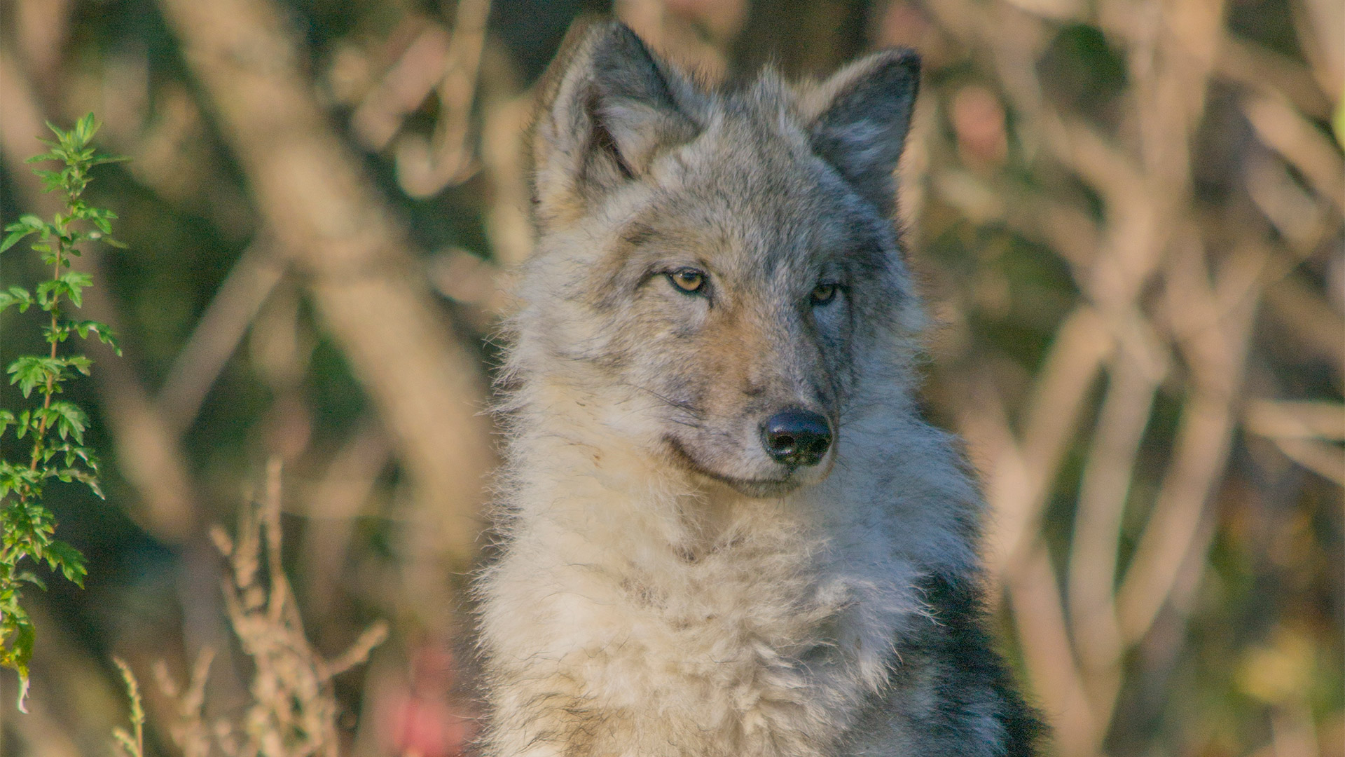 loup gris au Zoo Ecomuseum