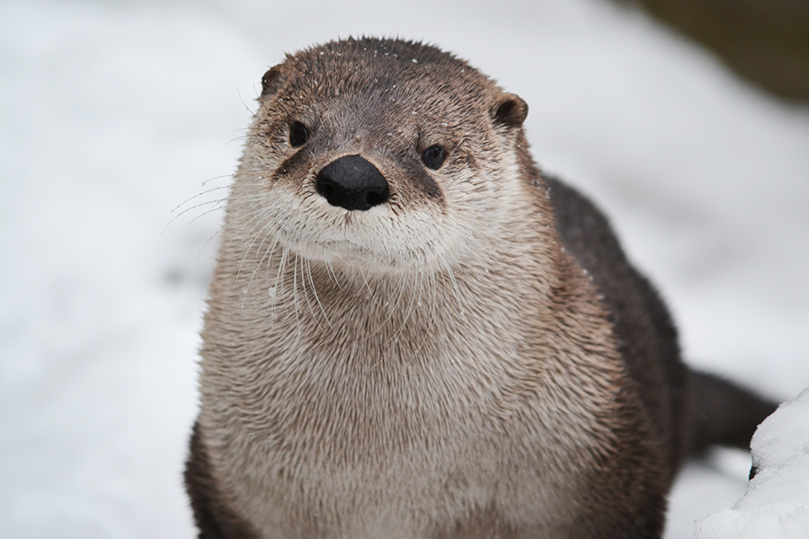 river otter