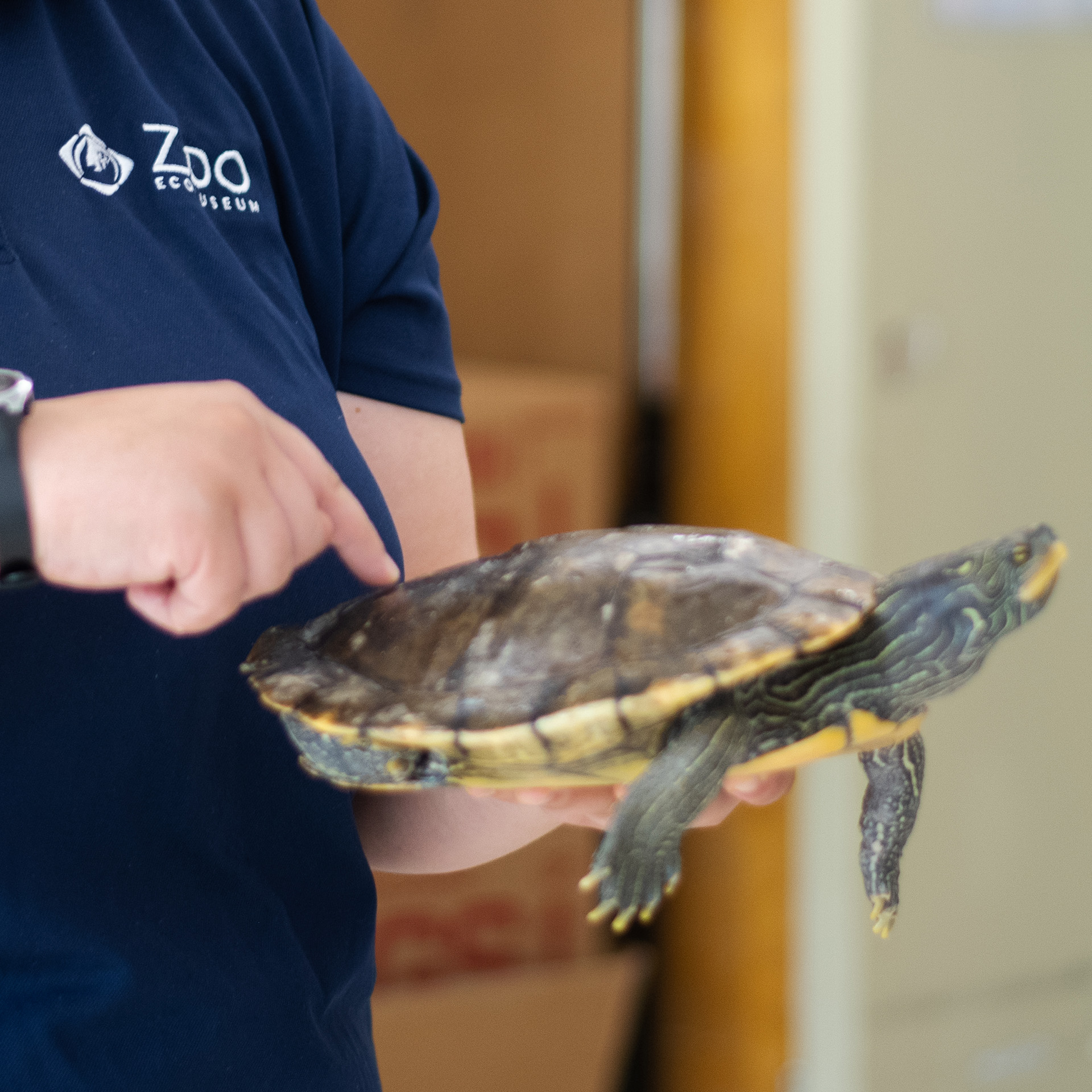 Zoologist holding a Map Turtle