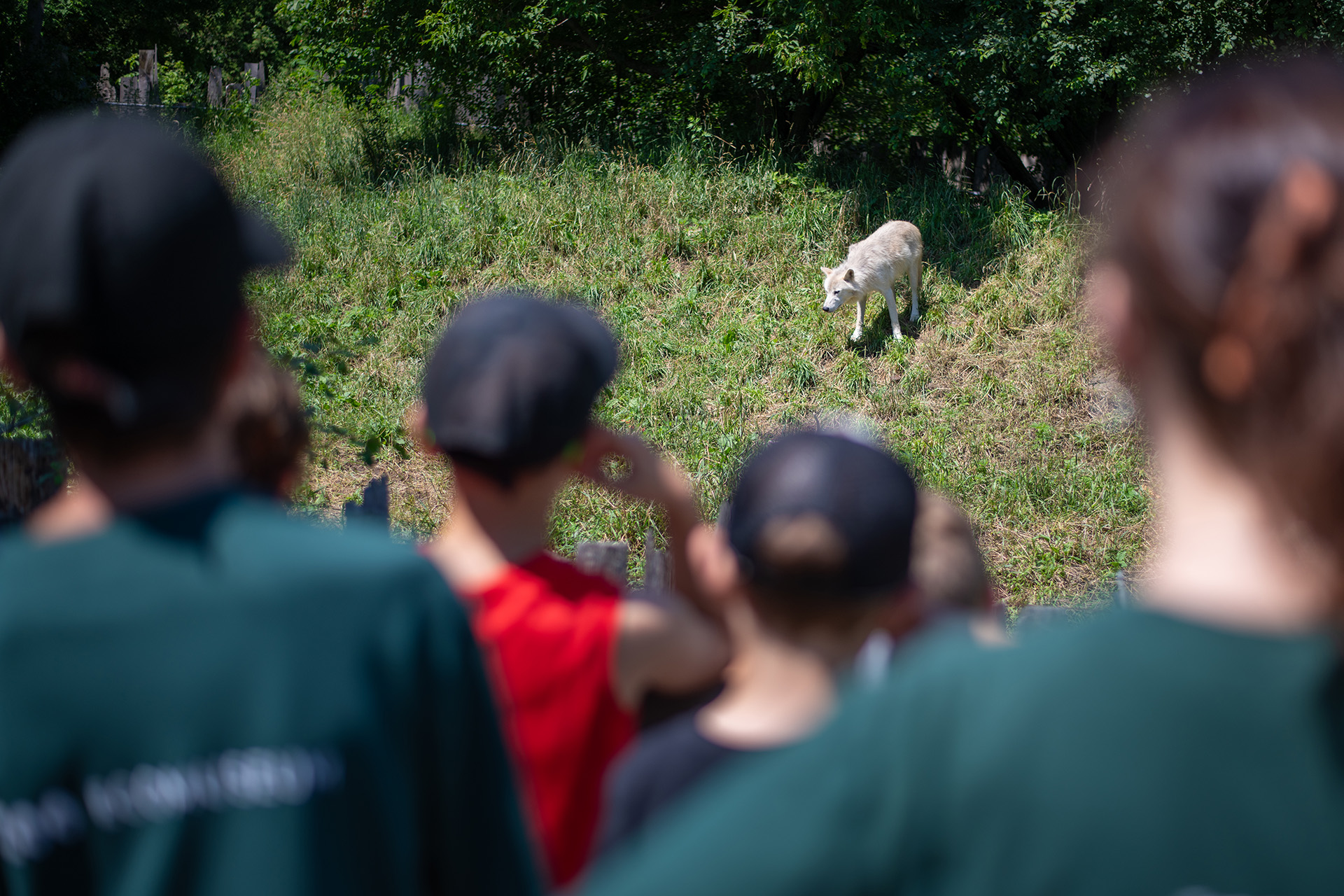 School group looking at a wolf