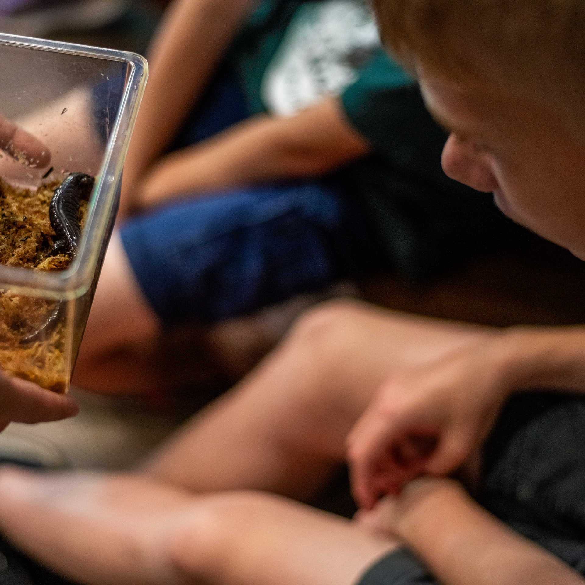 Student looking at a salamender