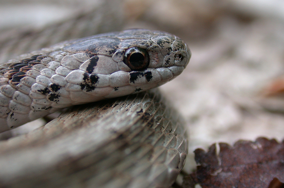 close up on a brown snake's head