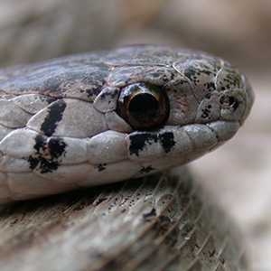 close up on a brown snake's head