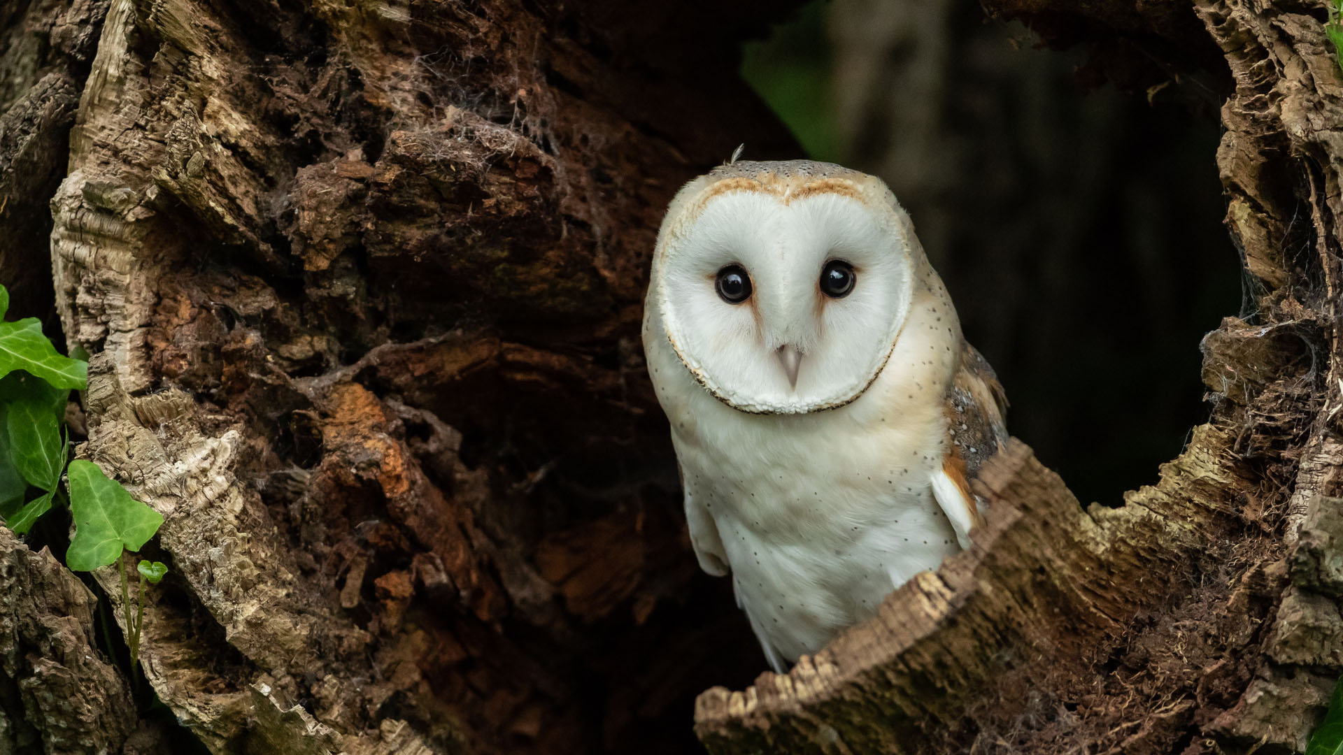 barn owl - did you know