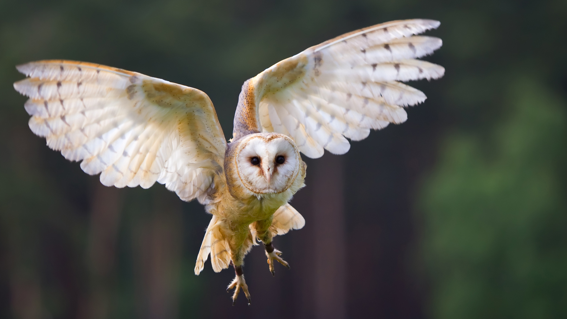 barn owl - adaptation