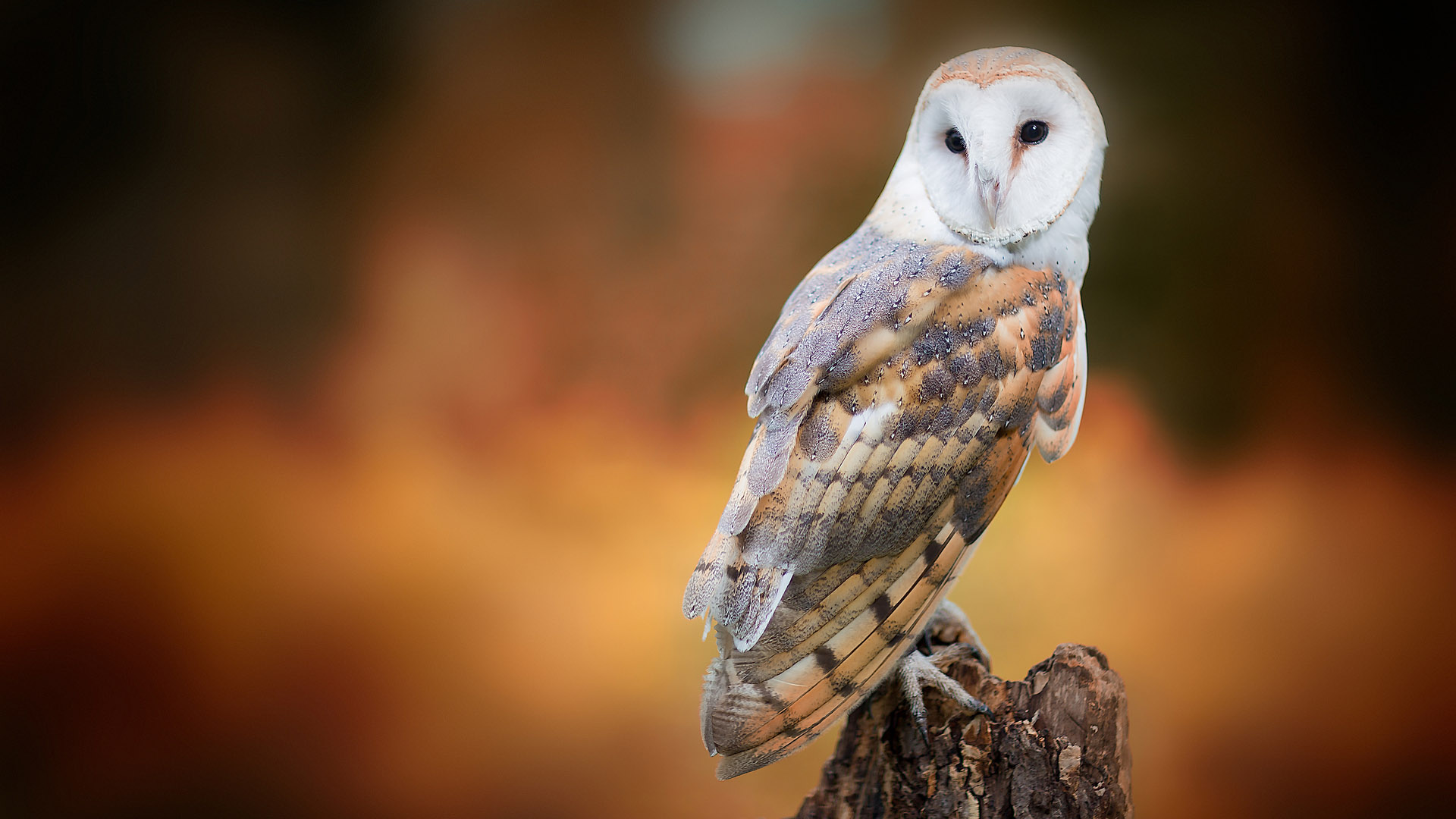 barn owl - appearance