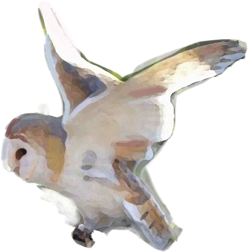 barn owl - illustration